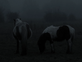 The Ethereal Melancholy Of Seeing Horses In The Cold